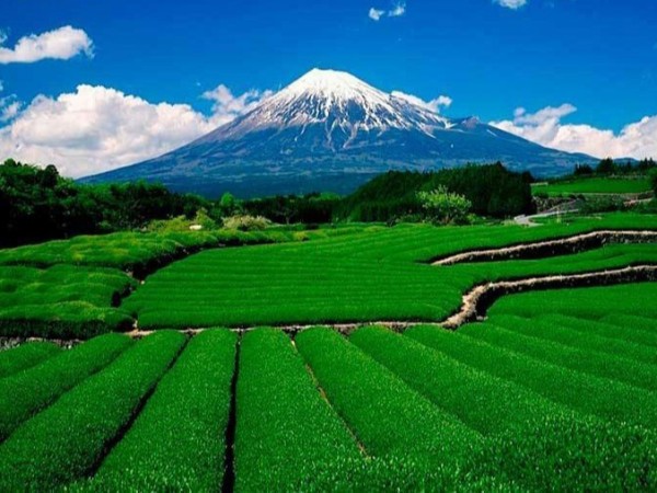 日本农业考察：我们跟日本学什么？