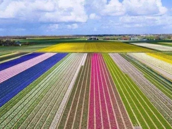 荷兰现代农业考察：世界一流的现代化农业是怎样实现的？
