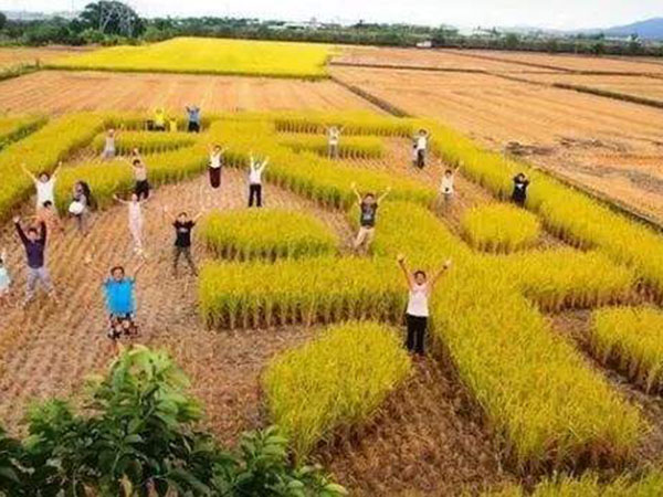 台湾农业种植考察