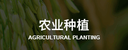 台湾农业种植考察