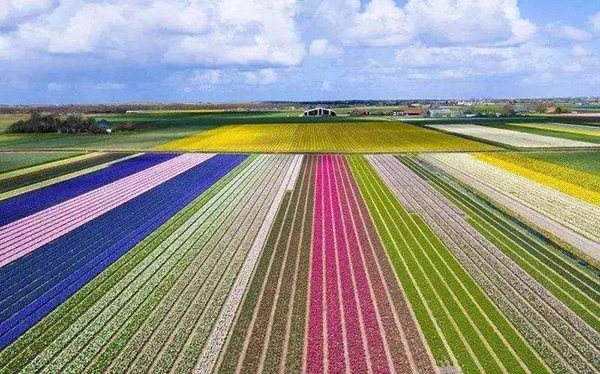 考察荷兰现代农业